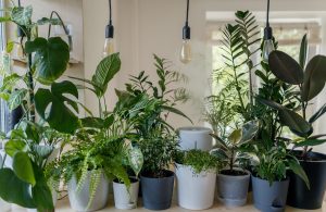 Indoor Plants